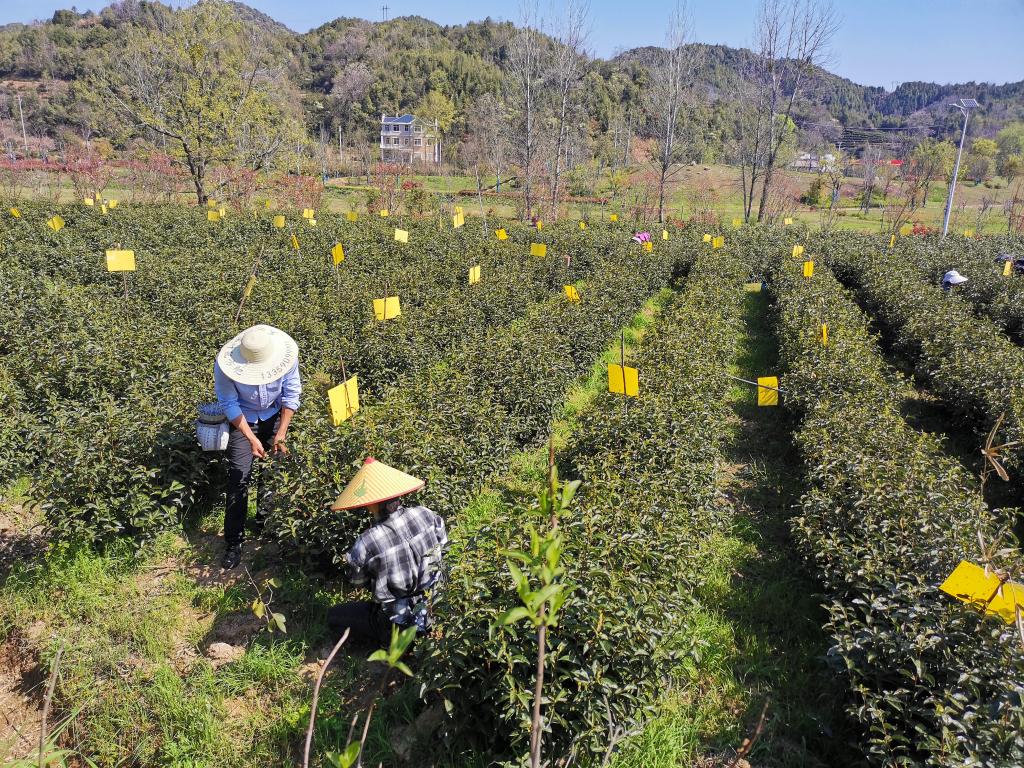 国故事｜祁门红茶香飘世界AG真人九游会登录网址中(图3)